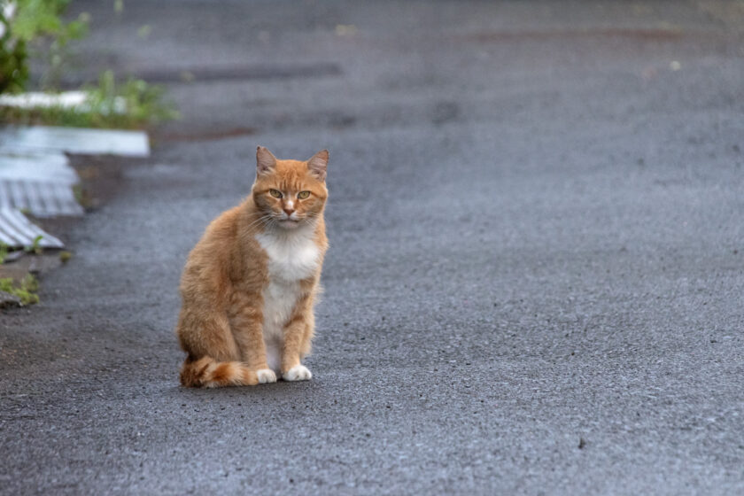 調布市の猫