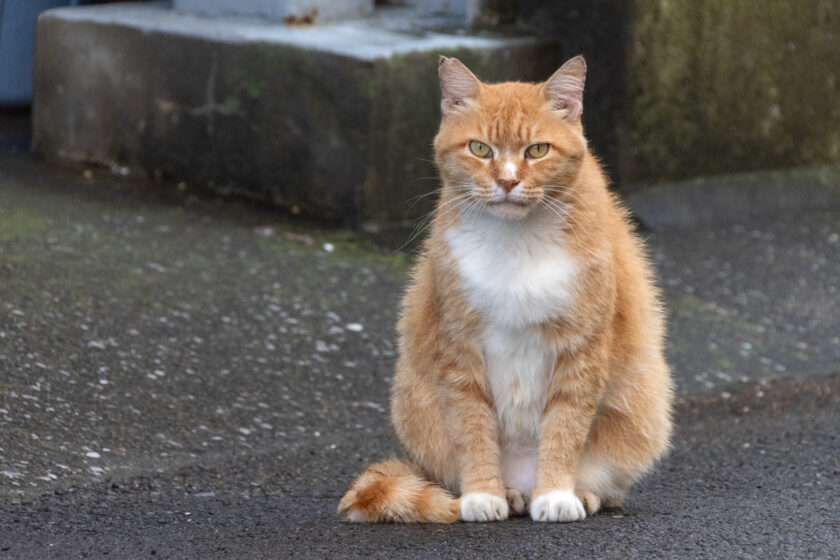 調布市の猫