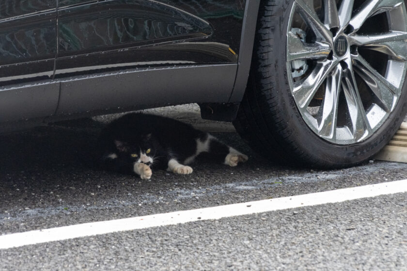 調布市の猫