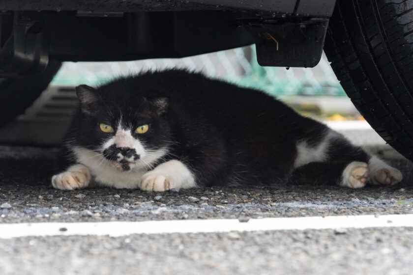 調布市の猫