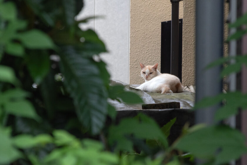 稲城市の猫