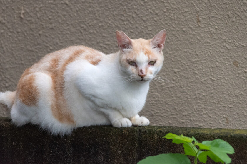 稲城市の猫