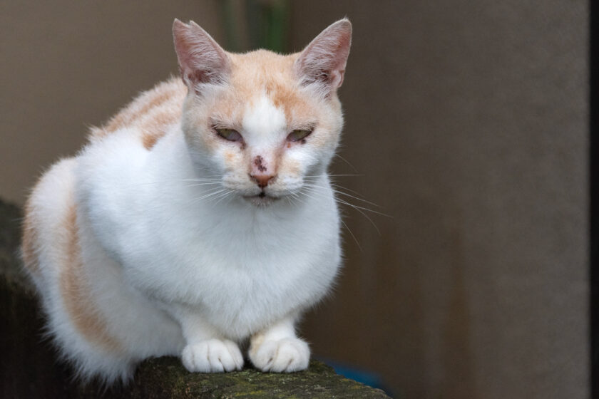 稲城市の猫