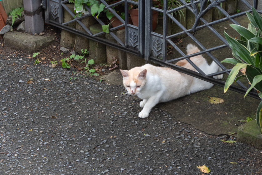 稲城市の猫