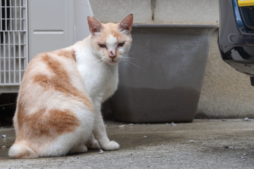 稲城市の猫