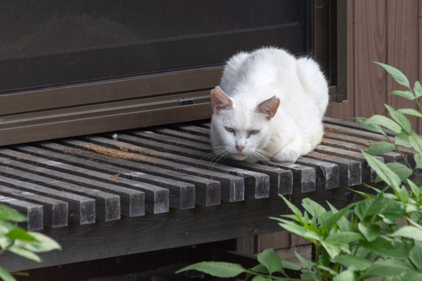 川崎市の猫