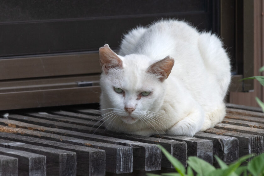 川崎市の猫