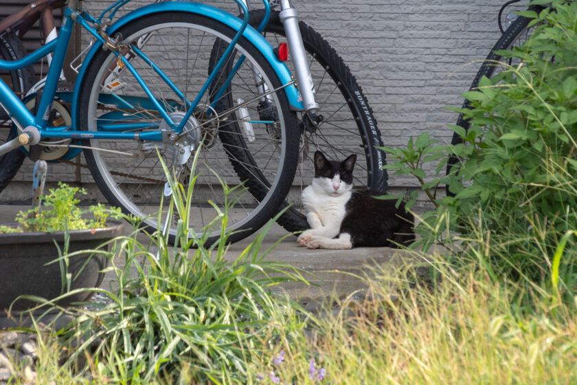 川崎市の猫