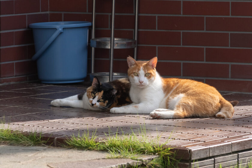 川崎市の猫