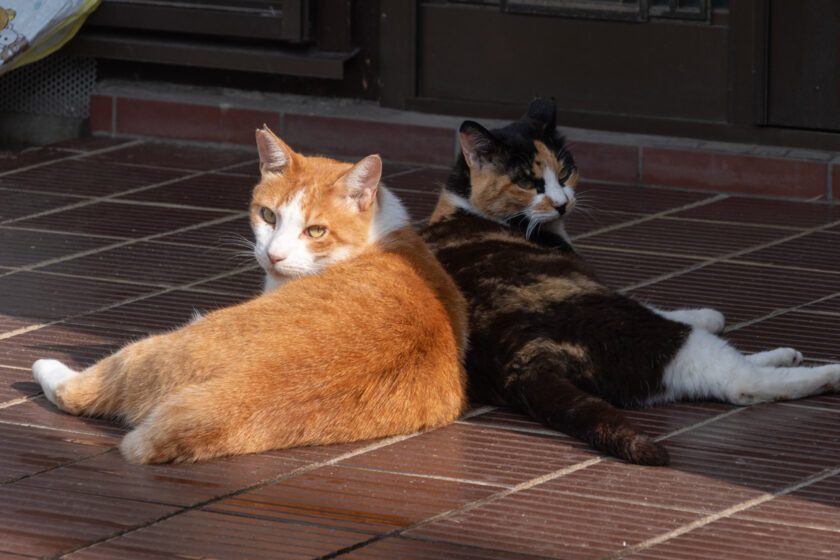 川崎市の猫