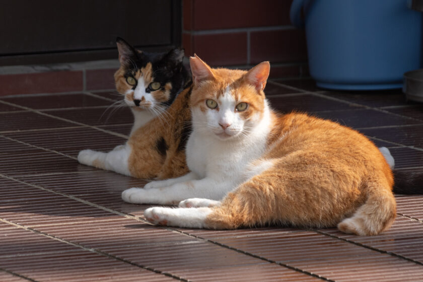 川崎市の猫