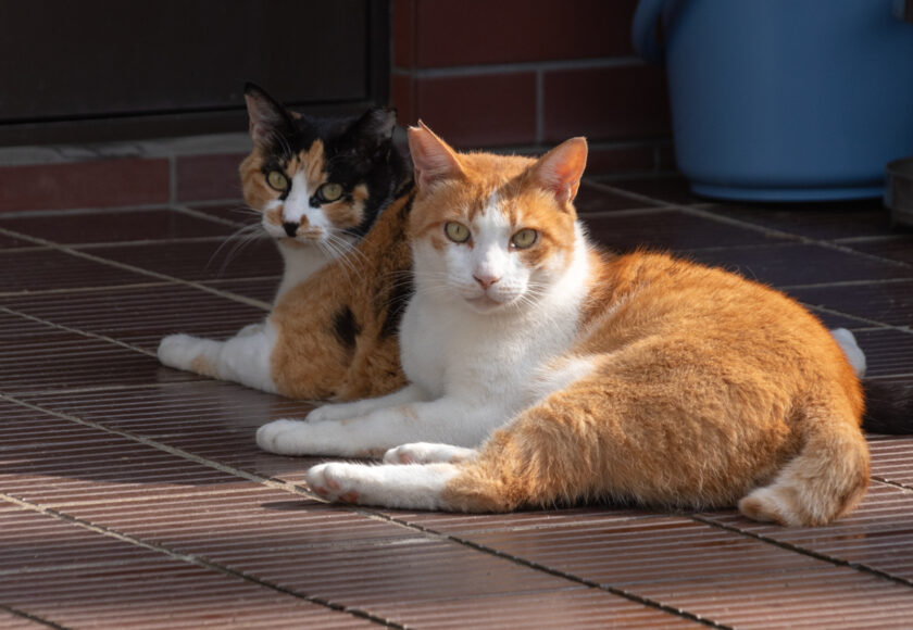 川崎市の猫