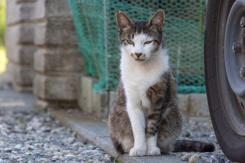 立川市の猫