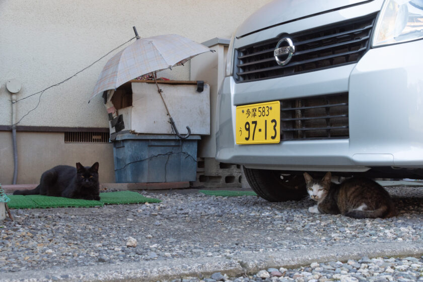 立川市の猫