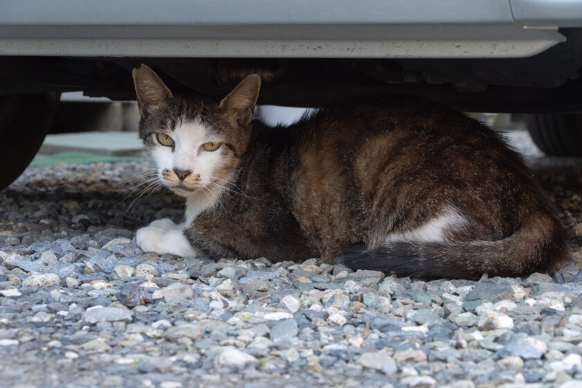 立川市の猫