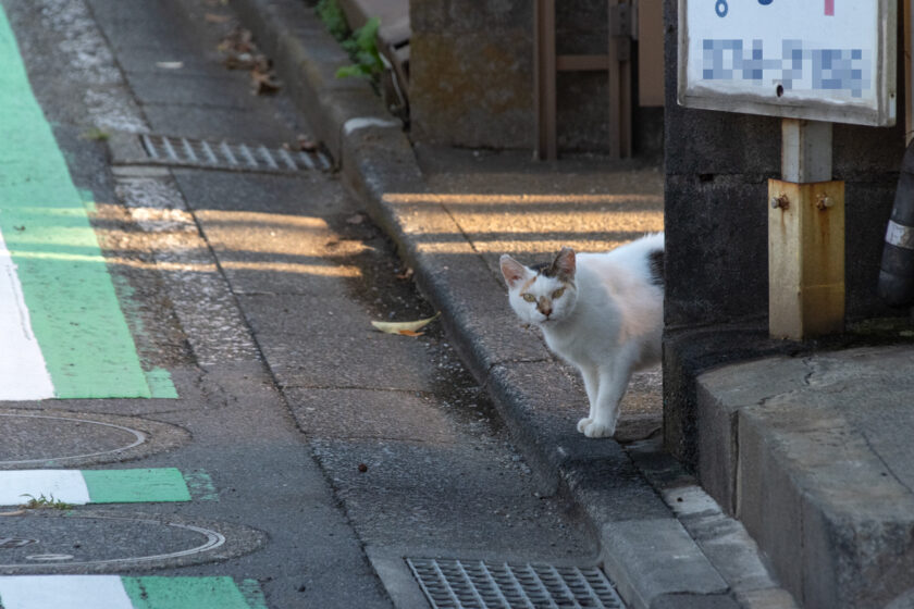 多摩市の猫