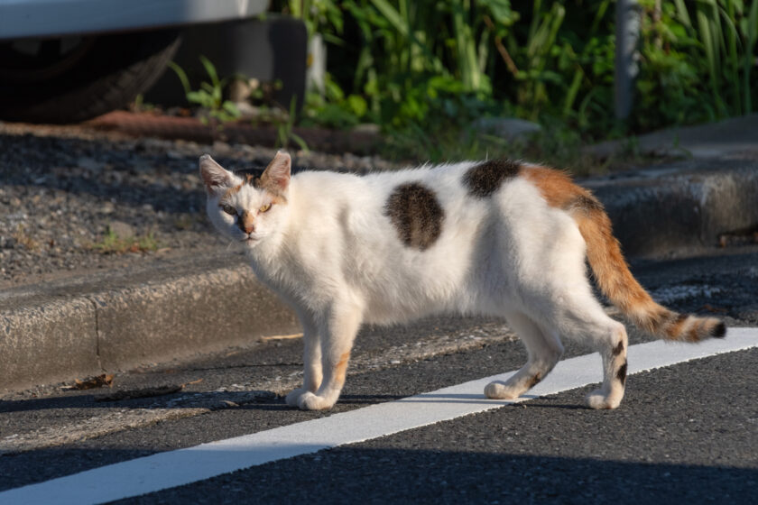 多摩市の猫