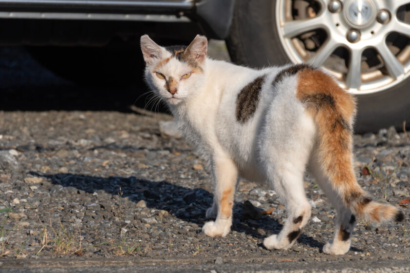 多摩市の猫