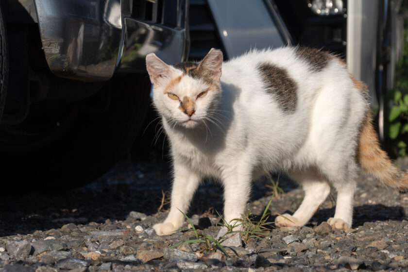 多摩市の猫