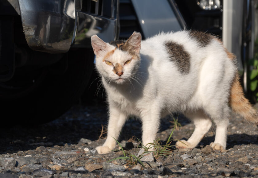 多摩市の猫