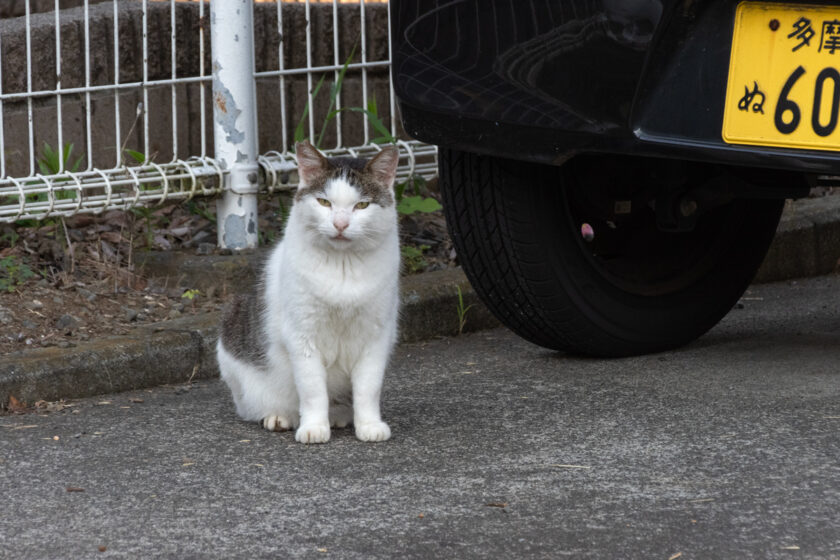 多摩市の猫