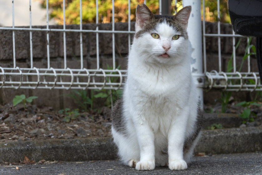 多摩市の猫