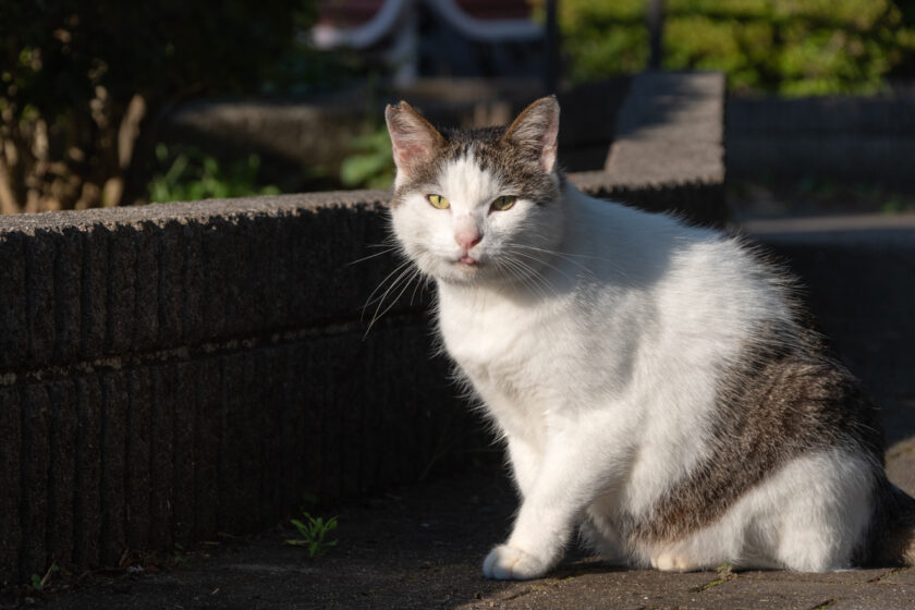 多摩市の猫