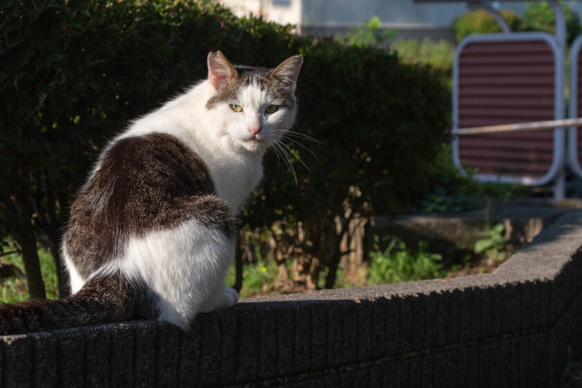 多摩市の猫