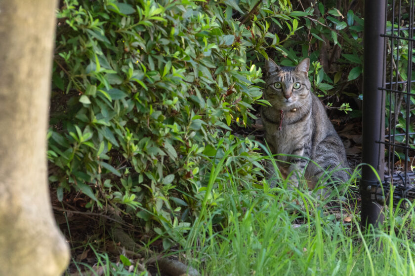 八王子市の猫