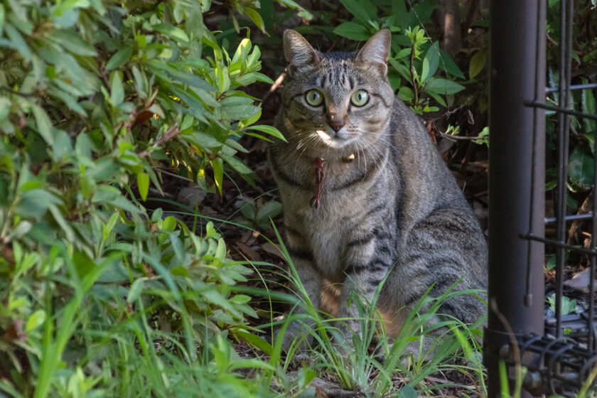 八王子市の猫