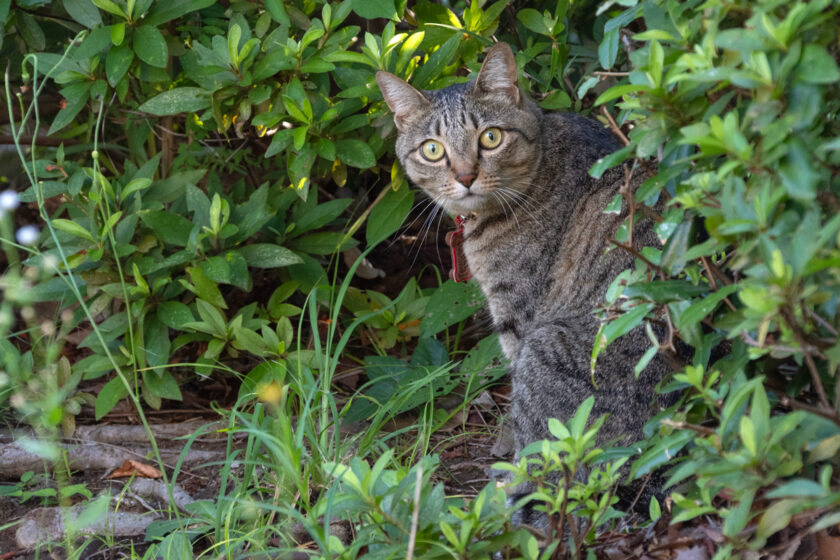 八王子市の猫