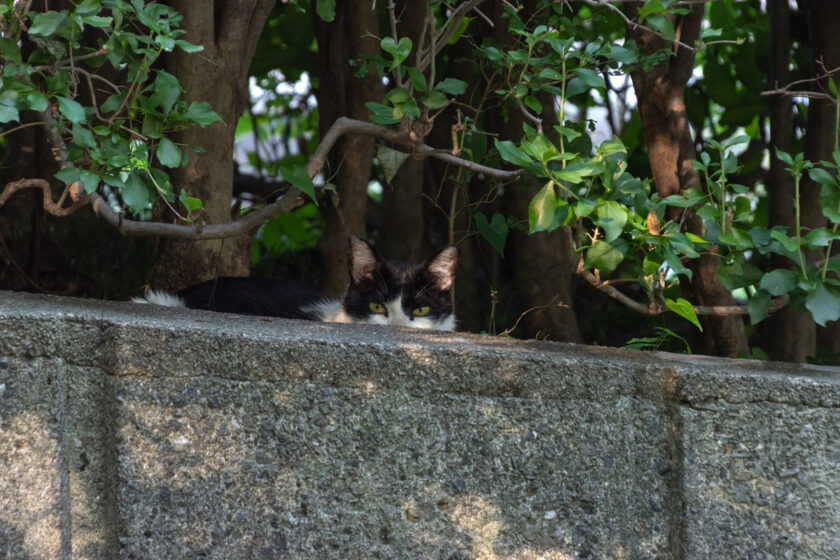 八王子市の猫