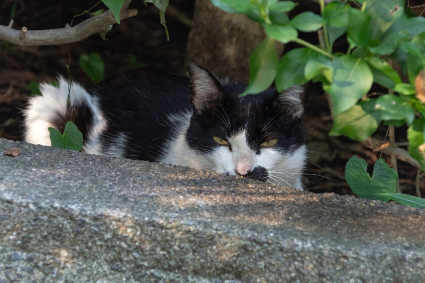 八王子市の猫