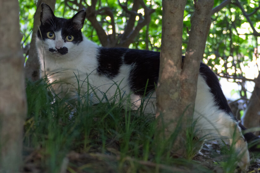 八王子市の猫