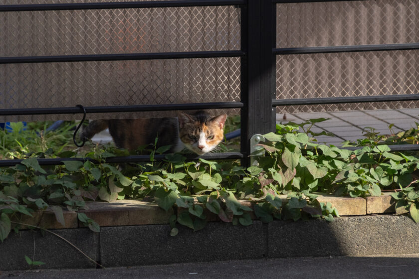 八王子市の猫