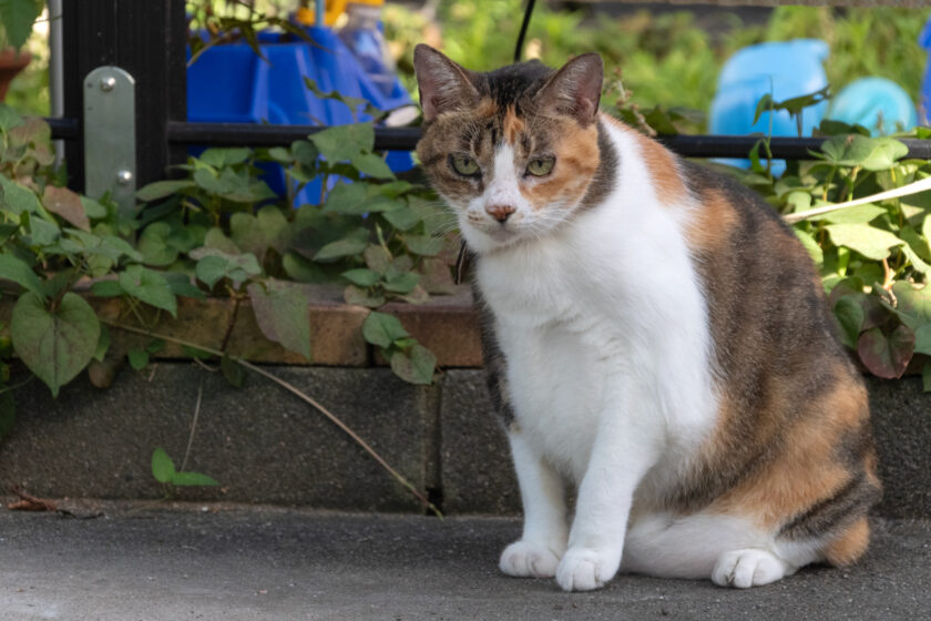 八王子市の猫