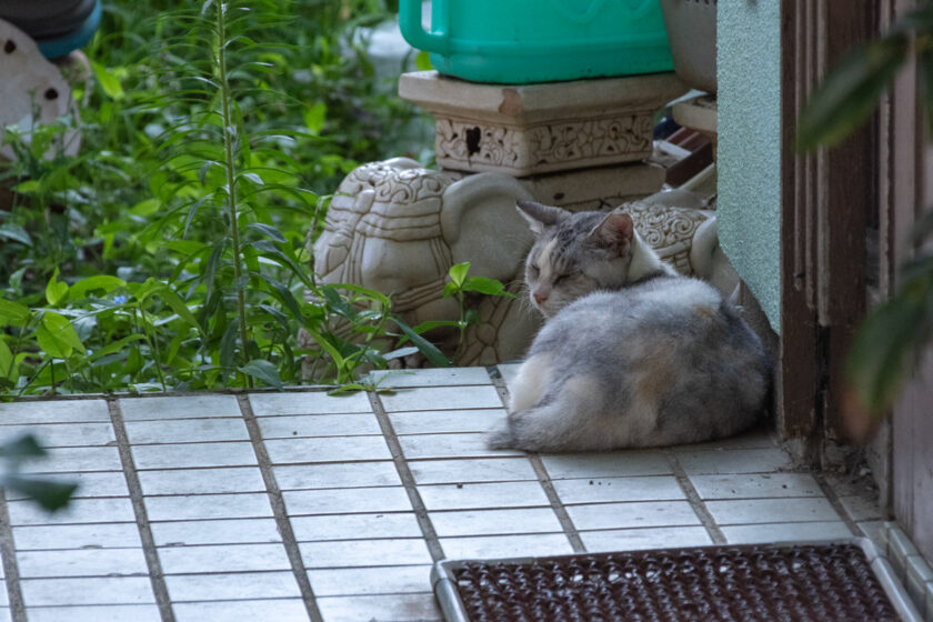 八王子市の猫