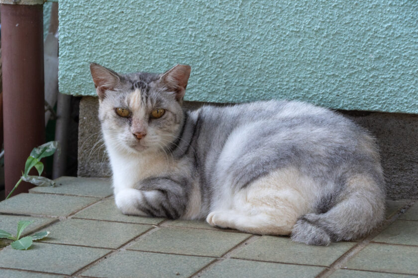 八王子市の猫