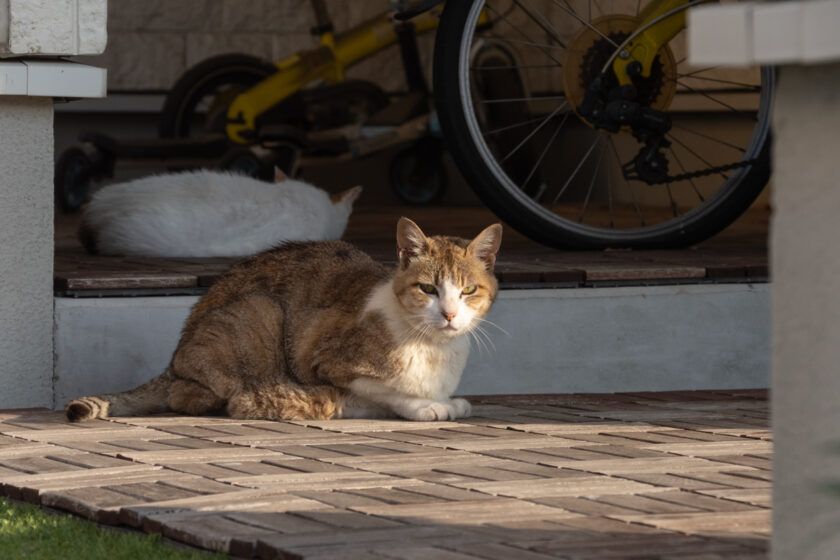 昭島市の猫