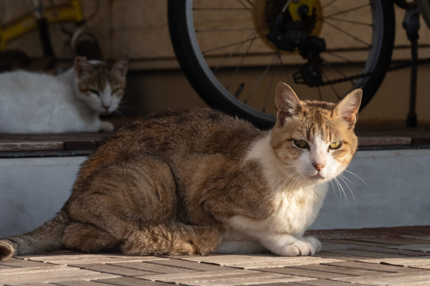 昭島市の猫