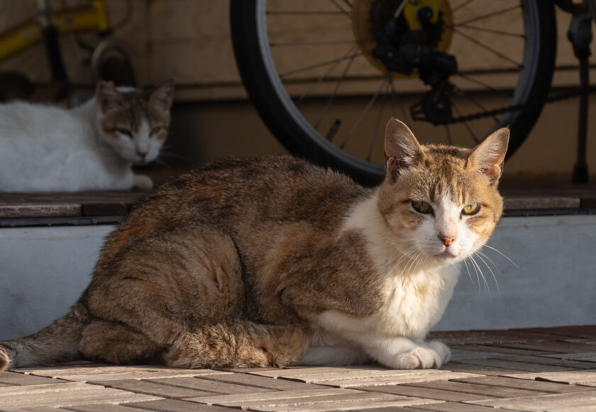 昭島市の猫