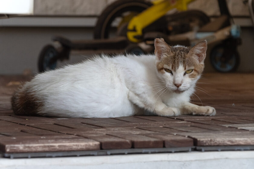 昭島市の猫