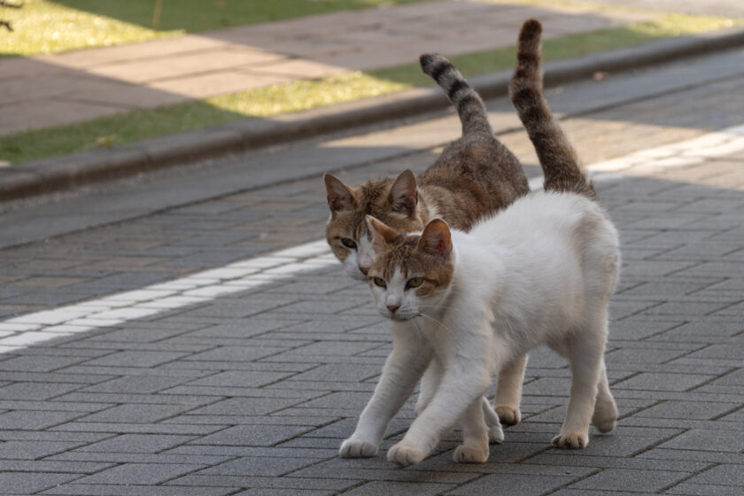 昭島市の猫