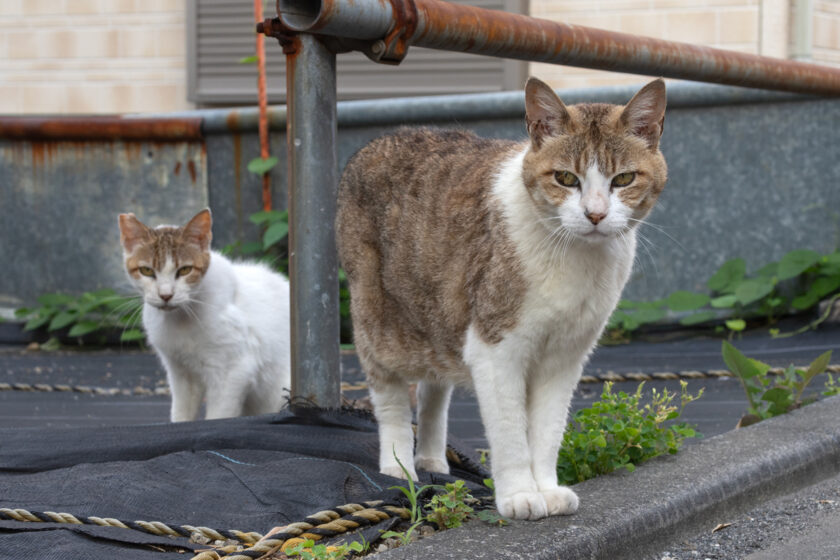 昭島市の猫