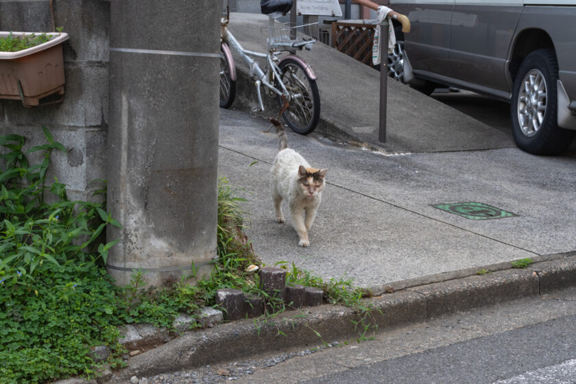 昭島市の猫