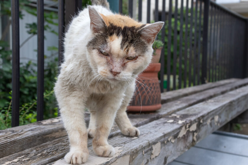 昭島市の猫