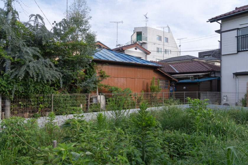 昭島市の猫