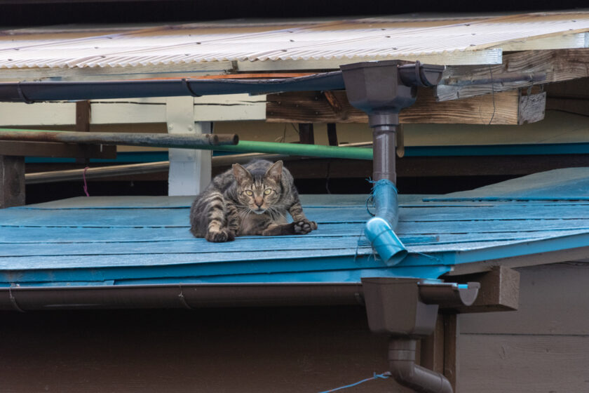 昭島市の猫