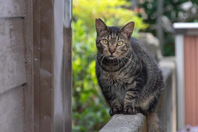 昭島市の猫