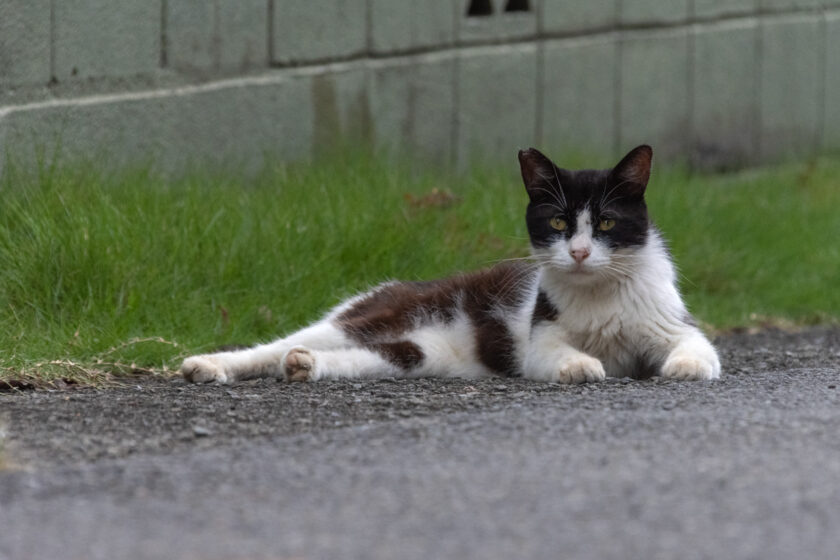 昭島市の猫